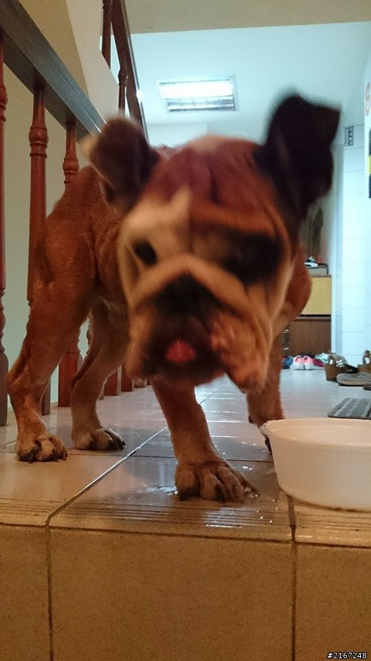 又是年老被遺棄的狗狗,這次是鬥牛犬(已有好新人領養囉^^)