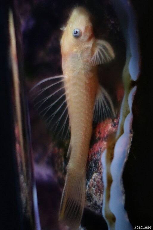 分享我的一尺缸蘭壽金魚飼養日記