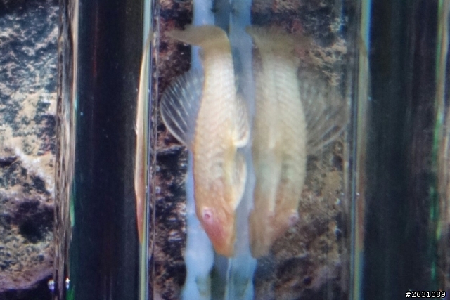 分享我的一尺缸蘭壽金魚飼養日記