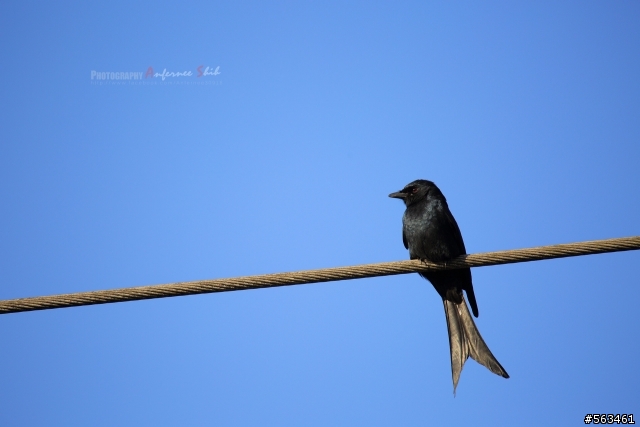 Tamron SP 150-600mm簡易開箱加實拍。