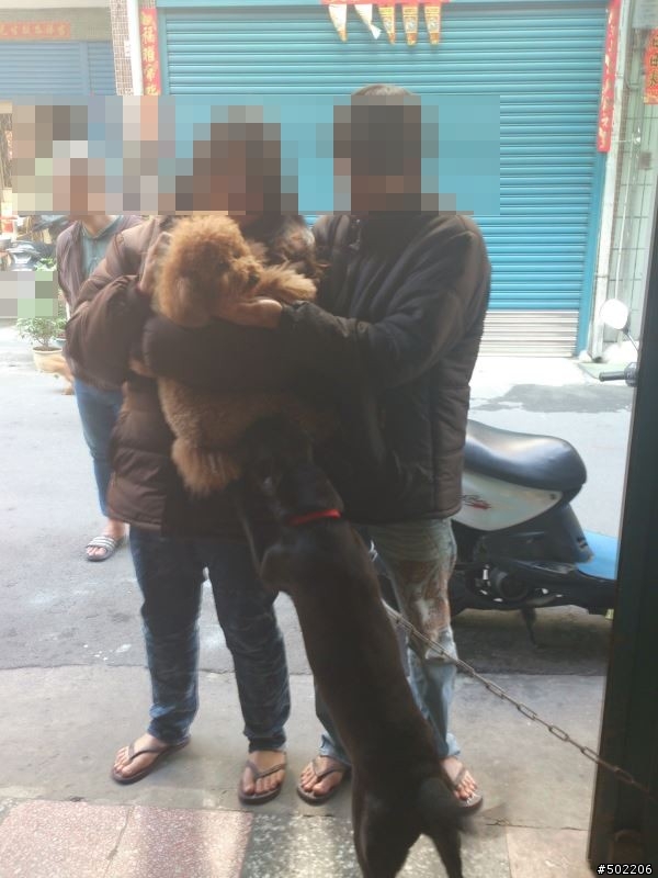 急尋 失主 及 好心領養人 -紅貴賓 公 成犬(已被領養了,請勿再來電)