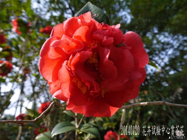 20140120 陽明山花季賞櫻竹子湖賞芋之旅