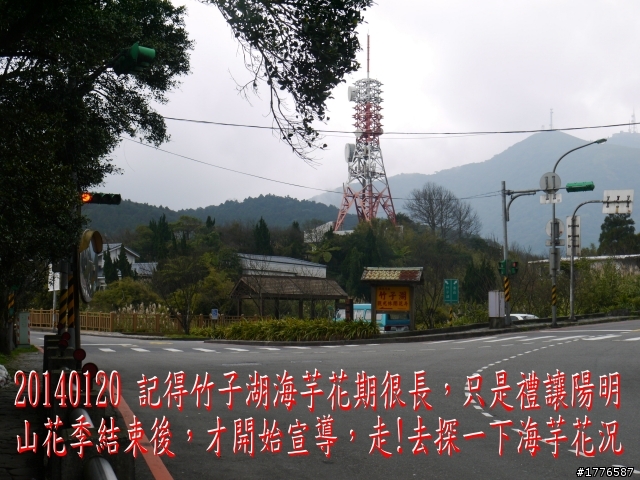 20140120 陽明山花季賞櫻竹子湖賞芋之旅