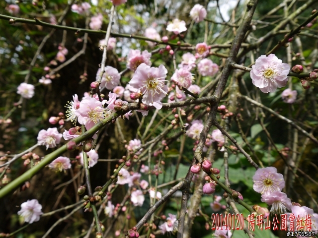 20140120 陽明山花季賞櫻竹子湖賞芋之旅