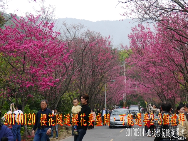 20140120 陽明山花季賞櫻竹子湖賞芋之旅