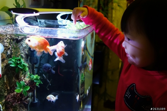 分享我的一尺缸蘭壽金魚飼養日記