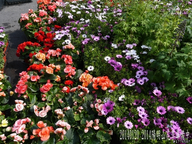 20140120 陽明山花季賞櫻竹子湖賞芋之旅