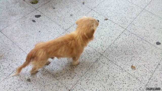 【已被收養】台中教育大學混臘腸底迪找主人