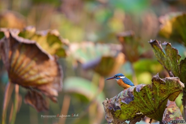 Tamron SP 150-600mm簡易開箱加實拍。