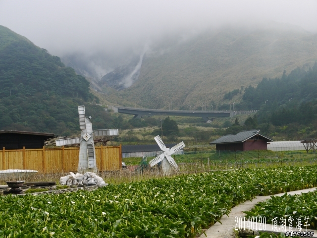 20140120 陽明山花季賞櫻竹子湖賞芋之旅