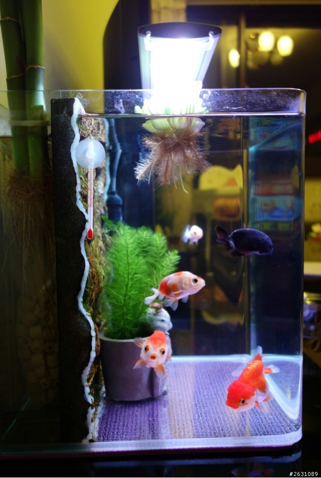 分享我的一尺缸蘭壽金魚飼養日記