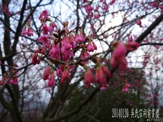 20140120 陽明山花季賞櫻竹子湖賞芋之旅