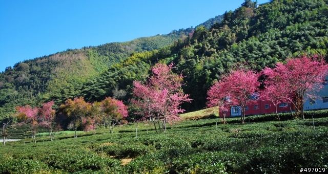 南投信義 . 2014 草坪頭櫻花季 ( 夢幻雪白篇 )