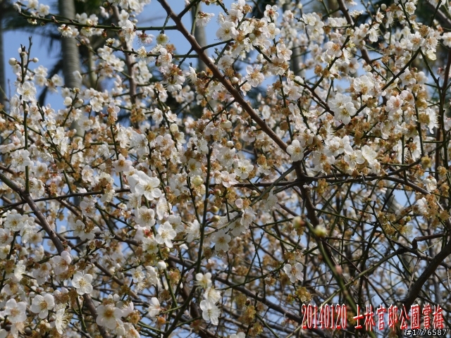 20140120 陽明山花季賞櫻竹子湖賞芋之旅