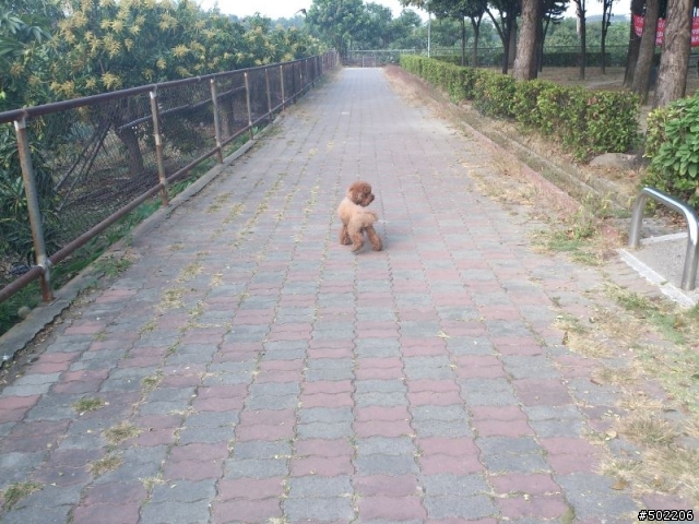 急尋 失主 及 好心領養人 -紅貴賓 公 成犬(已被領養了,請勿再來電)