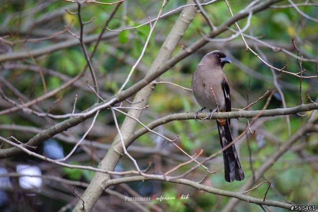 Tamron SP 150-600mm簡易開箱加實拍。