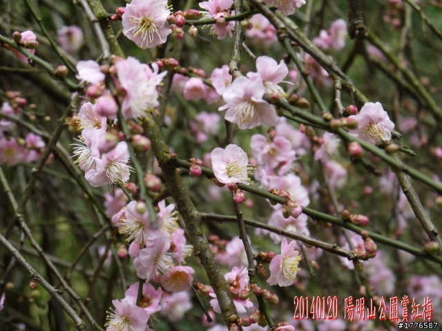 20140120 陽明山花季賞櫻竹子湖賞芋之旅