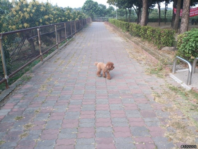 急尋 失主 及 好心領養人 -紅貴賓 公 成犬(已被領養了,請勿再來電)