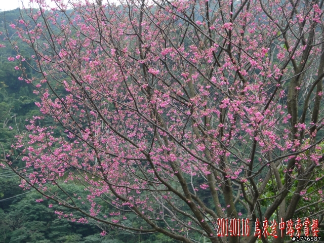 20140116 烏來福山賞櫻賞瀑之旅