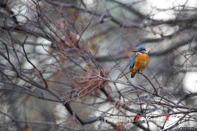 Tamron SP 150-600mm簡易開箱加實拍。