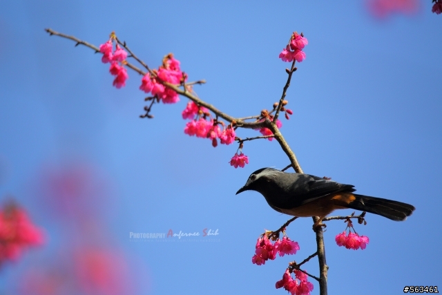 Tamron SP 150-600mm簡易開箱加實拍。
