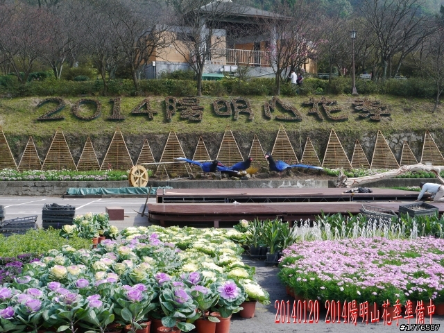 20140120 陽明山花季賞櫻竹子湖賞芋之旅