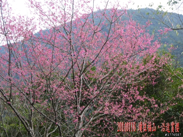 20140116 烏來福山賞櫻賞瀑之旅
