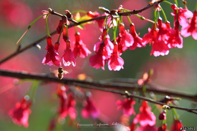 Tamron SP 150-600mm簡易開箱加實拍。