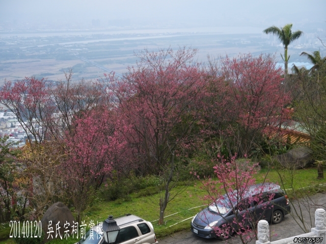 20140120 陽明山花季賞櫻竹子湖賞芋之旅