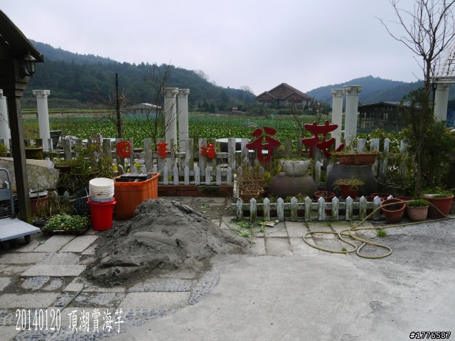 20140120 陽明山花季賞櫻竹子湖賞芋之旅