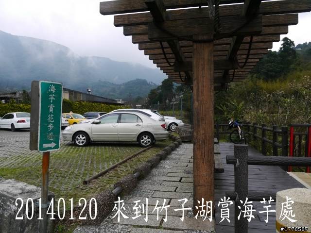 20140120 陽明山花季賞櫻竹子湖賞芋之旅