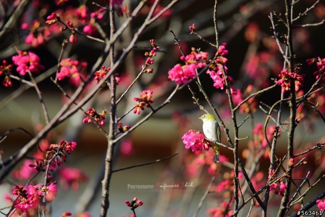 Tamron SP 150-600mm簡易開箱加實拍。