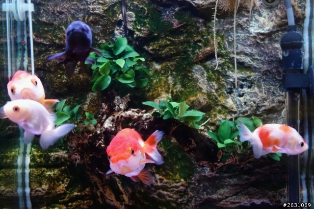 分享我的一尺缸蘭壽金魚飼養日記
