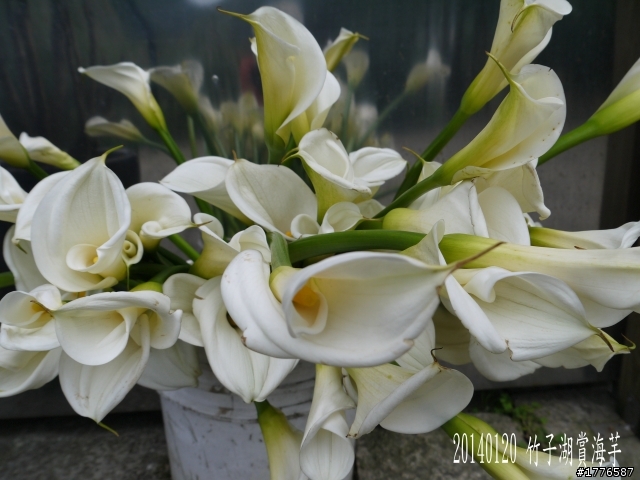 20140120 陽明山花季賞櫻竹子湖賞芋之旅