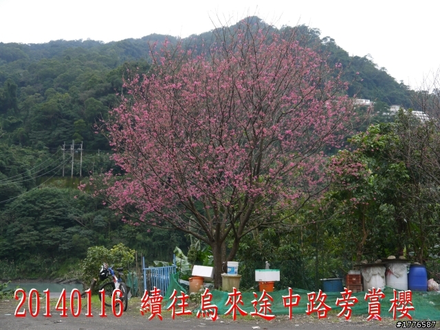 20140116 烏來福山賞櫻賞瀑之旅