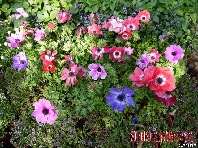 20140120 陽明山花季賞櫻竹子湖賞芋之旅
