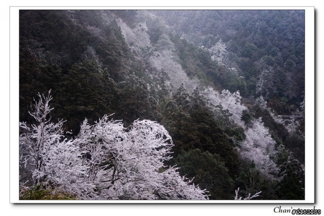 金旺與我的太平山雪景之旅