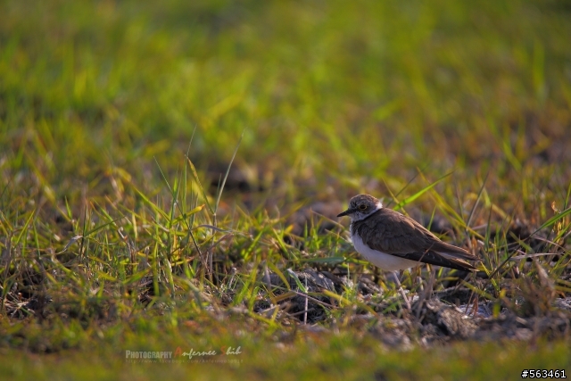Tamron SP 150-600mm簡易開箱加實拍。