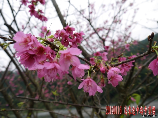 20140116 烏來福山賞櫻賞瀑之旅