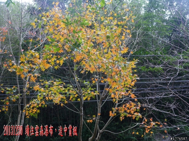 20131230 雲森瀑布賞楓賞瀑之旅