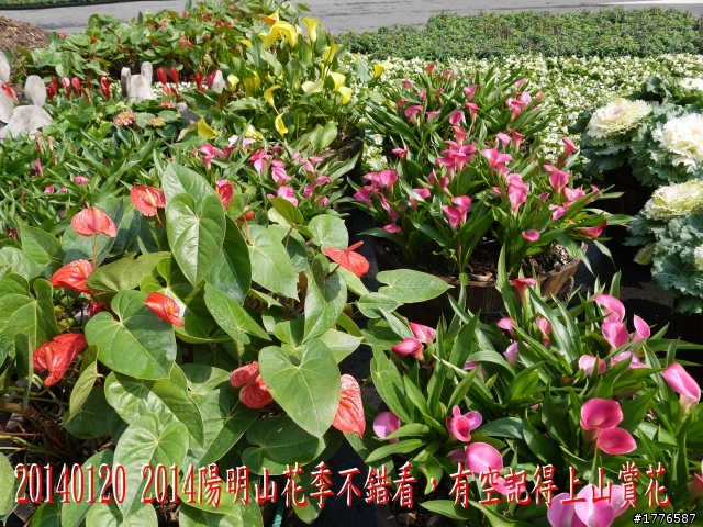 20140120 陽明山花季賞櫻竹子湖賞芋之旅