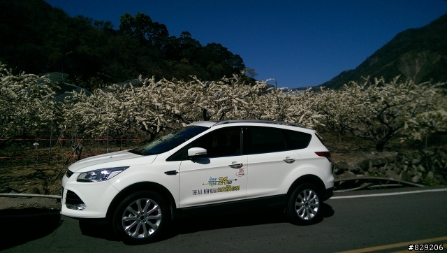 All-New Kuga 1.6 試駕-信義鄉柳家梅園-東埔之旅