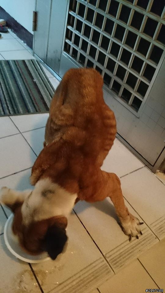 又是年老被遺棄的狗狗,這次是鬥牛犬(已有好新人領養囉^^)