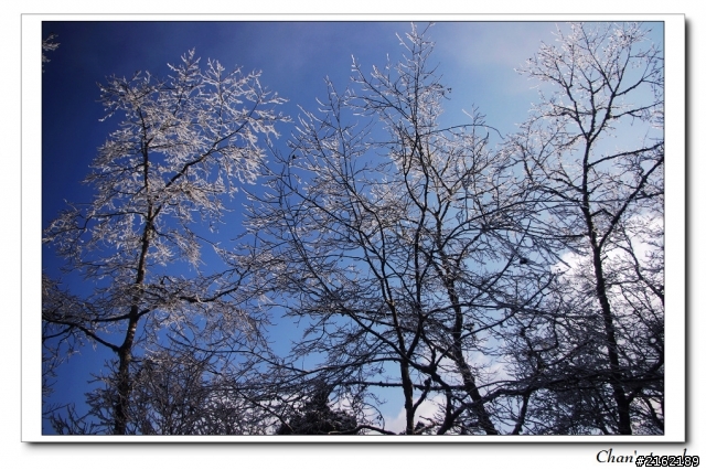 金旺與我的太平山雪景之旅