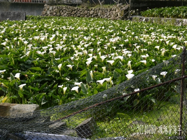 20140120 陽明山花季賞櫻竹子湖賞芋之旅