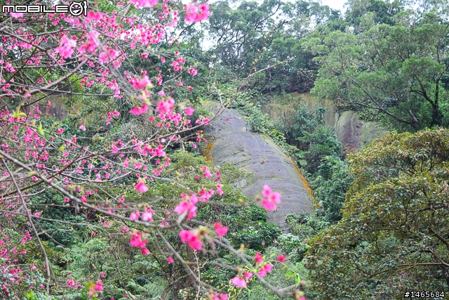 象園咖啡‧Elephant Garden
