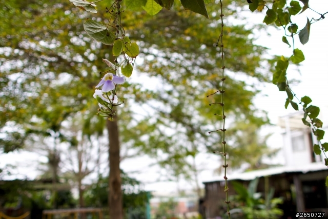 遇見南科旁的神祕花園─雲山坊田園餐廳