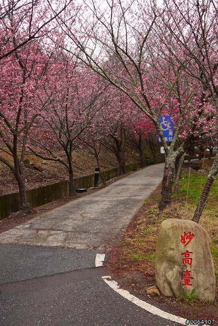 (武陵農場-賞花趣)-2014-粉紅佳人-花開現況-02-15
