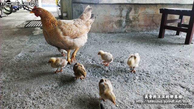 美食狗汪汪【屏東-遊記】激釣巨鱷 不一樣的鱷魚農場