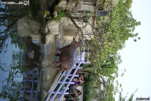 OZ小環島